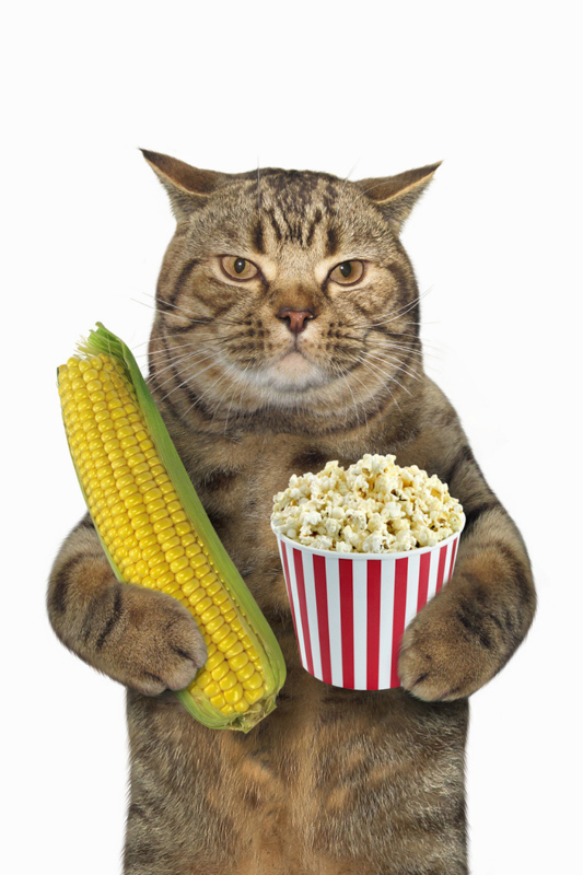 is corn good for cats to eat