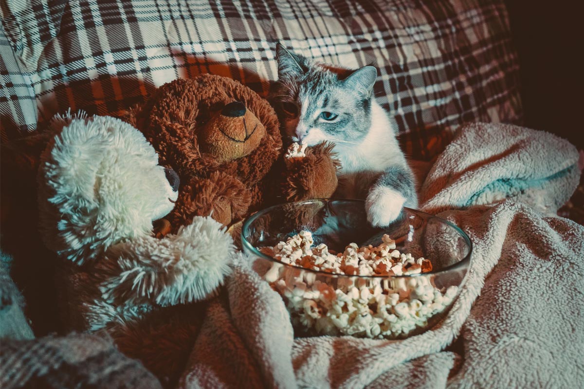 grey tabby and teddy bear with popcorn