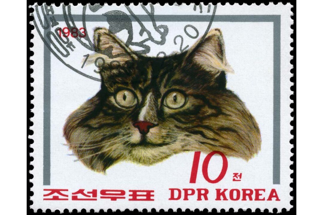 13 Cute Korean Cat Names You'll Love I Discerning Cat