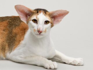 oriental shorthair cat breeds that are hypoallergenic
