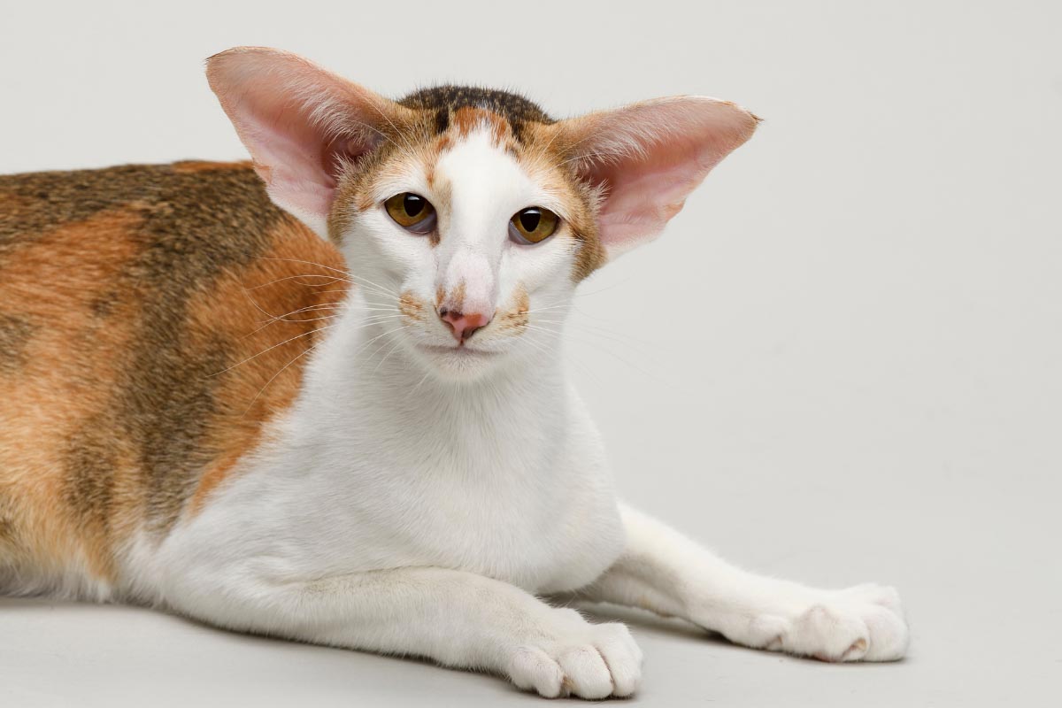 17 Cat Breeds that are Hypoallergenic you can Cuddle I Discerning Cat