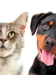 rottweiler dog and grey cat