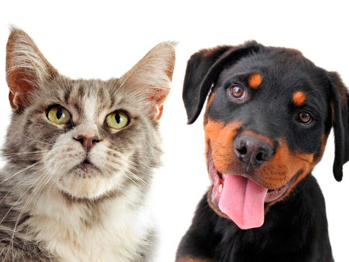 Rottweilers and Cats: 11 Things You Need to Know