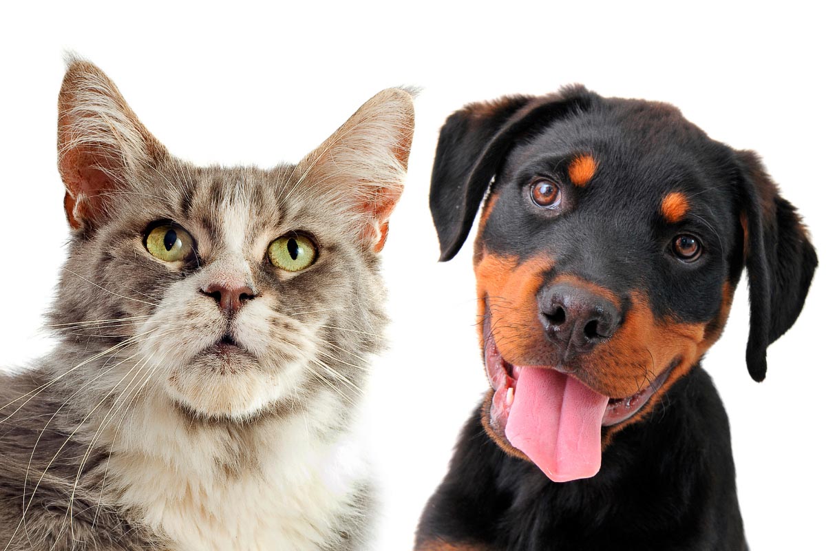 rottweiler dog and grey cat