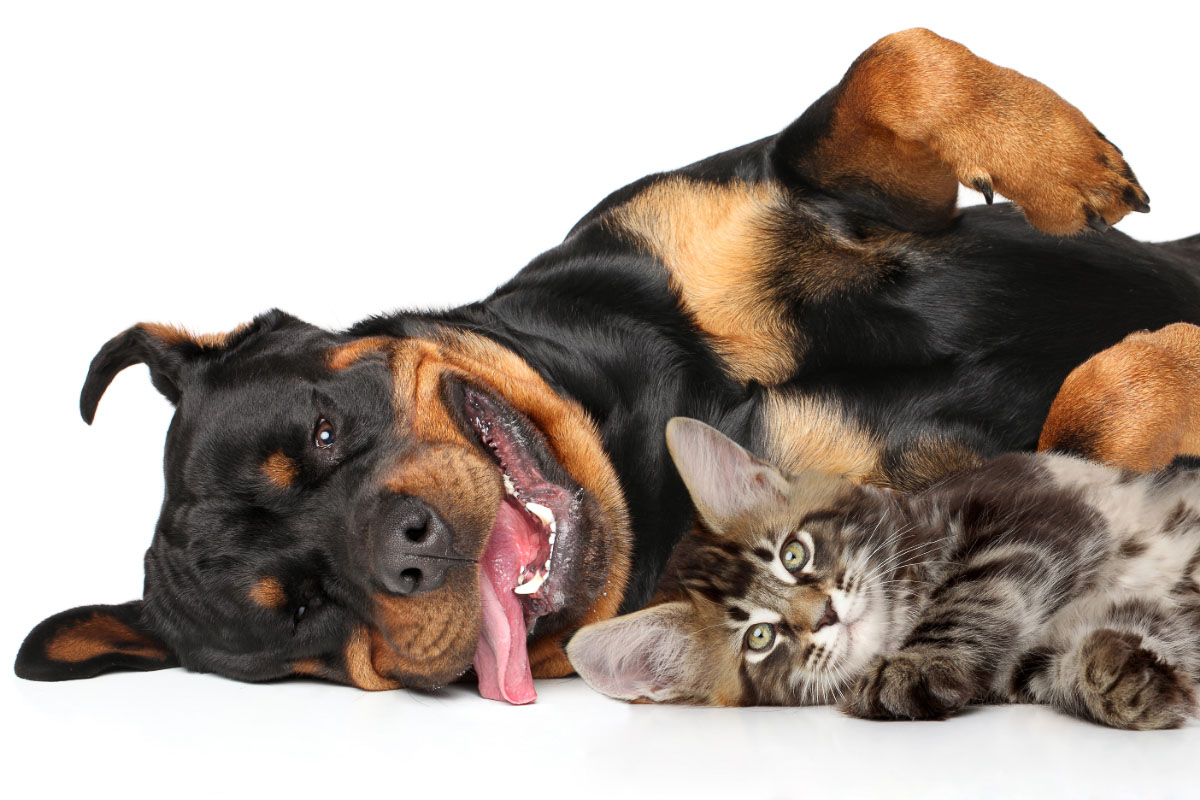 rottweiler dog lying down with tabby cat