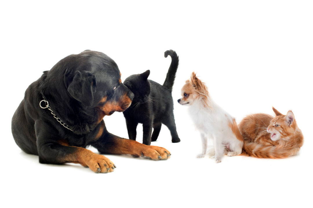 Rottweilers and Cats I 11 Things You Need to Know I Discerning Cat