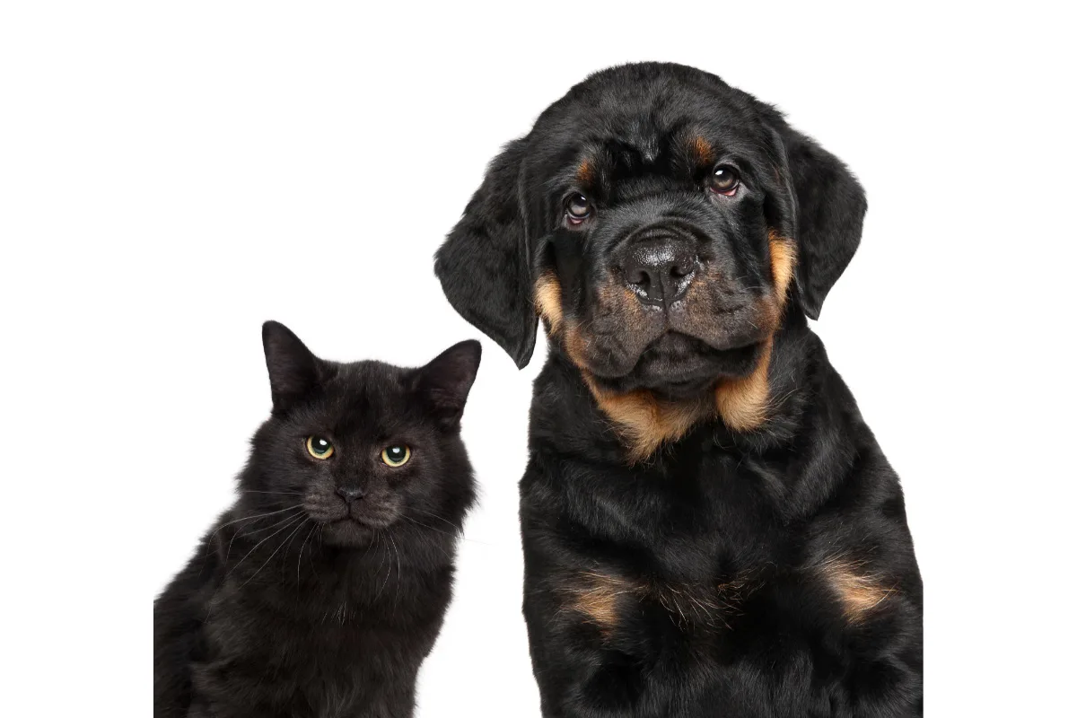 are rottweiler puppies good with cats