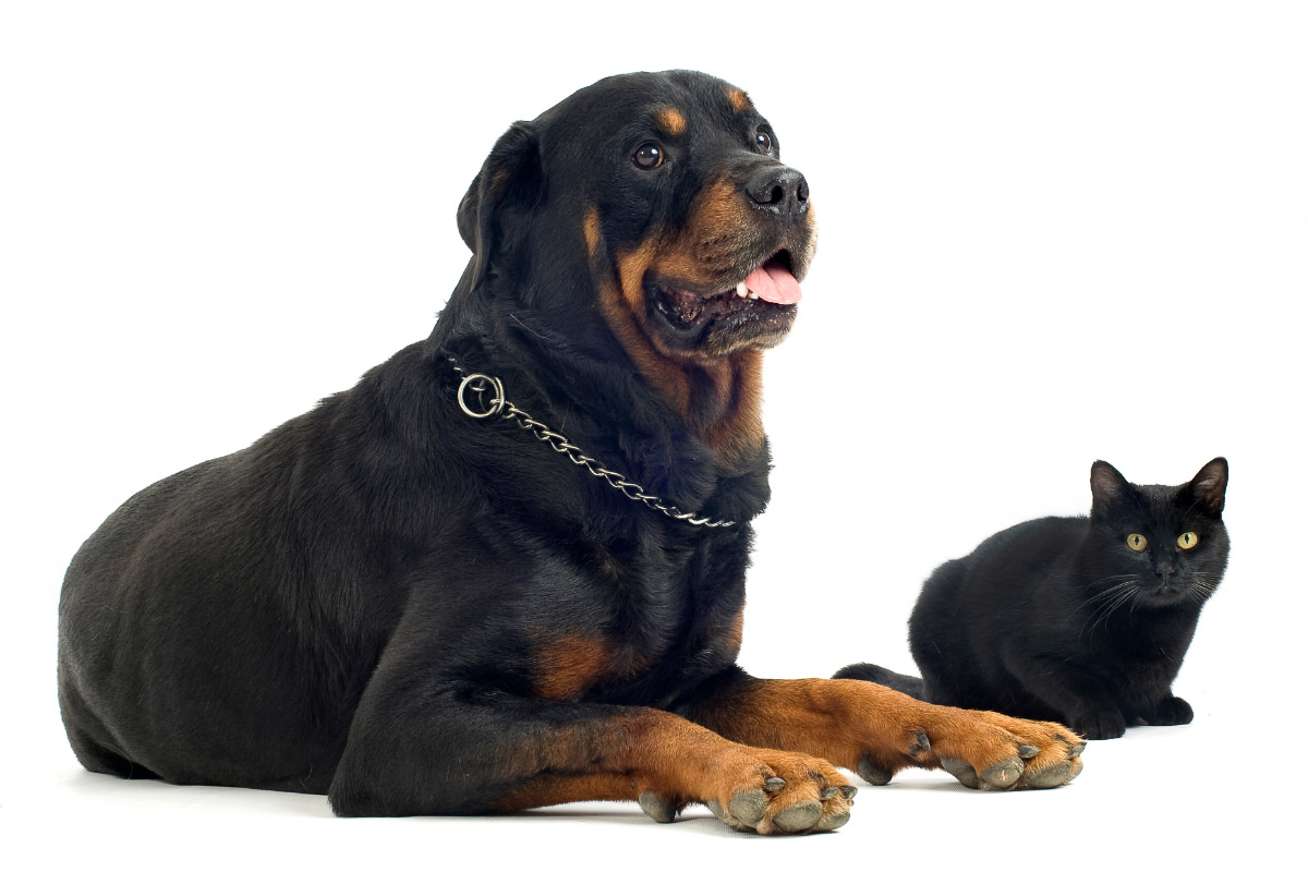 rottweiller dog with small black cat