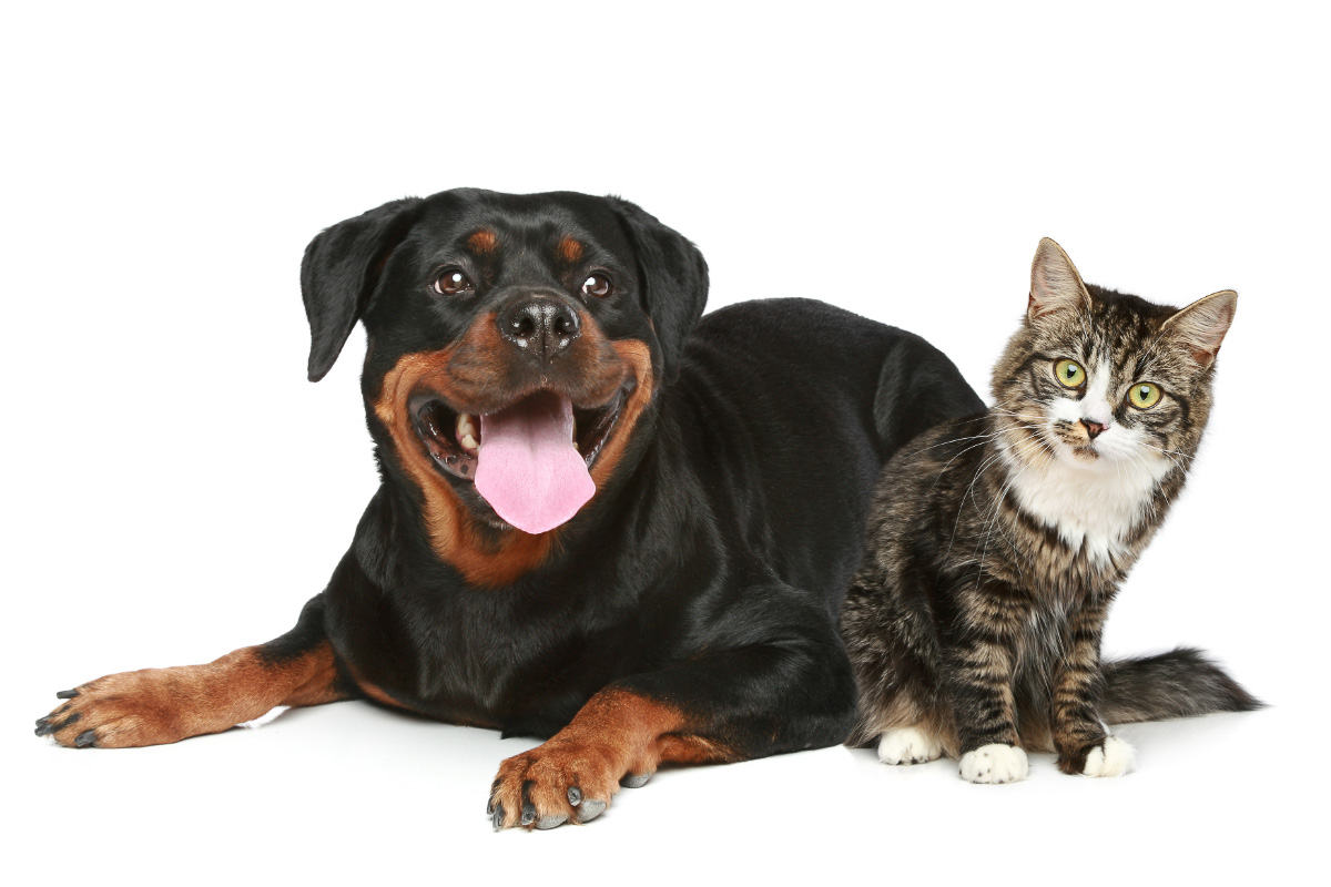 Rottweilers and Cats (2022) I 11 Things You Need to Know 6 rottweiller dog with tabby cat nearby
