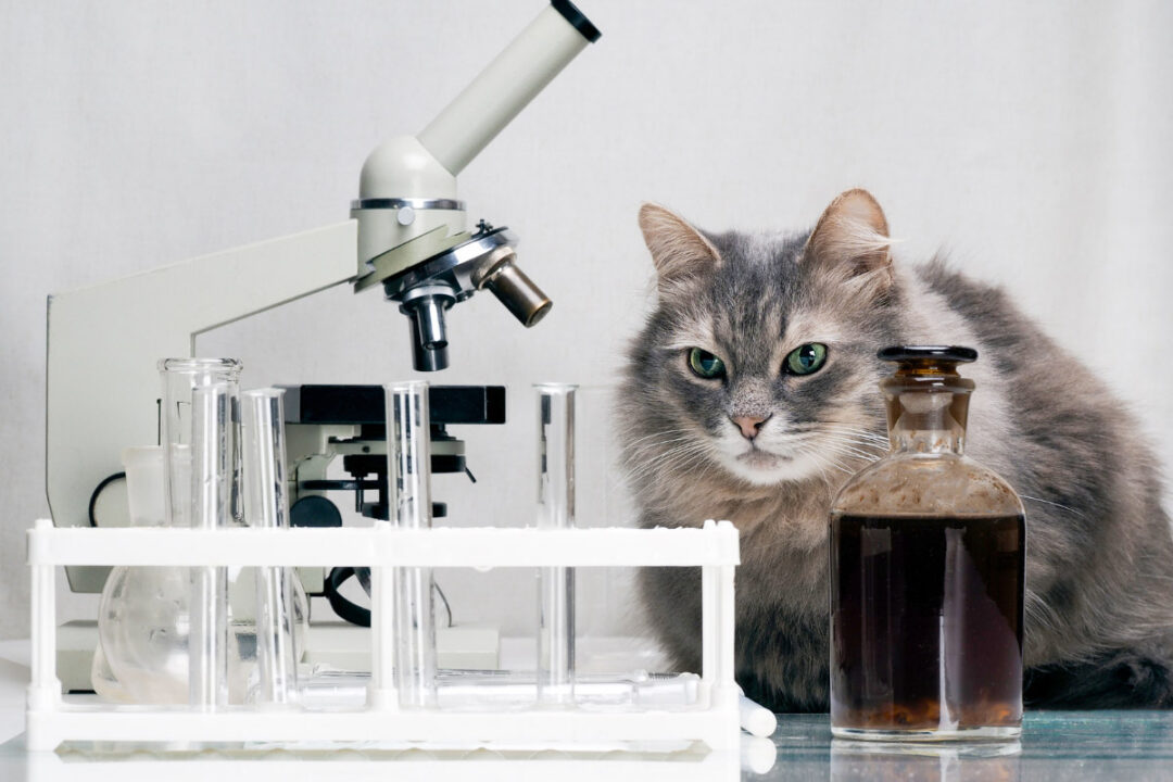 Cats And Science