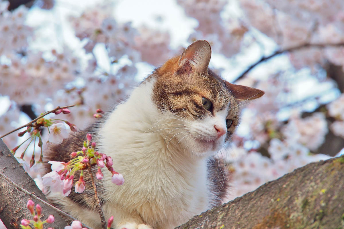tabby cat with cherry blossoms in japan