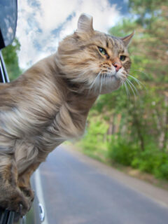 tabby cat with head out window of car