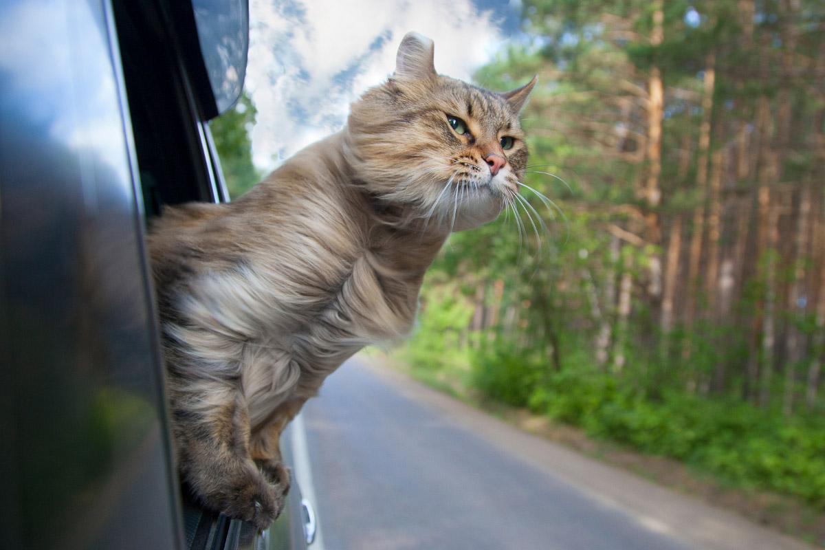 Cat carrier clearance long road trips