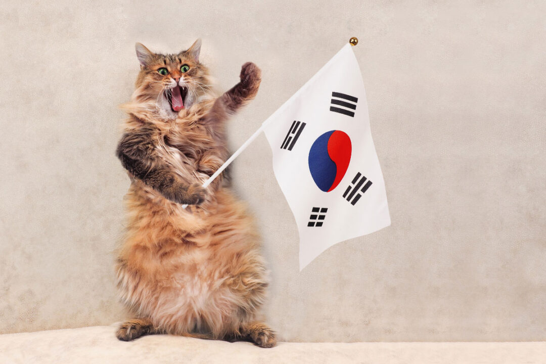 82 Cute Korean Cat Names You'll Love Males, Females & More
