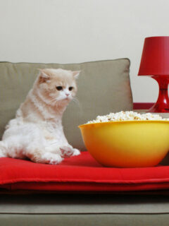 White cat sitting on the couch looking at popcorn on a yellow bowl beside it.