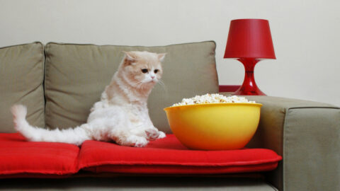 White cat sitting on the couch looking at popcorn on a yellow bowl beside it.