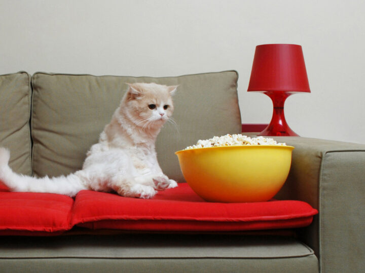 Can Cats Eat Popcorn? 5 Things You Need to Know