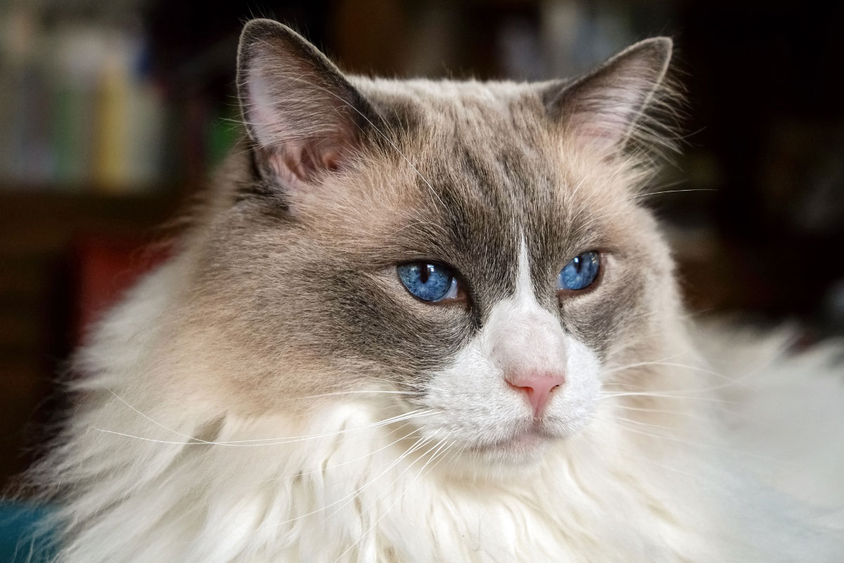 Maine Coon Ragdoll Mix | 9 Ragcoon Characteristics (2022) 14 bi colour ragdoll cat