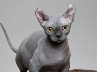 cropped-grey-dwelf-cat-on-wood.jpg