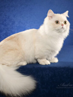 cropped-napoleon-cat.jpg