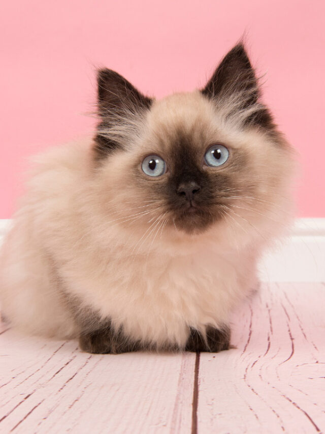 Seal Point Ragdoll Cats Story The Discerning Cat