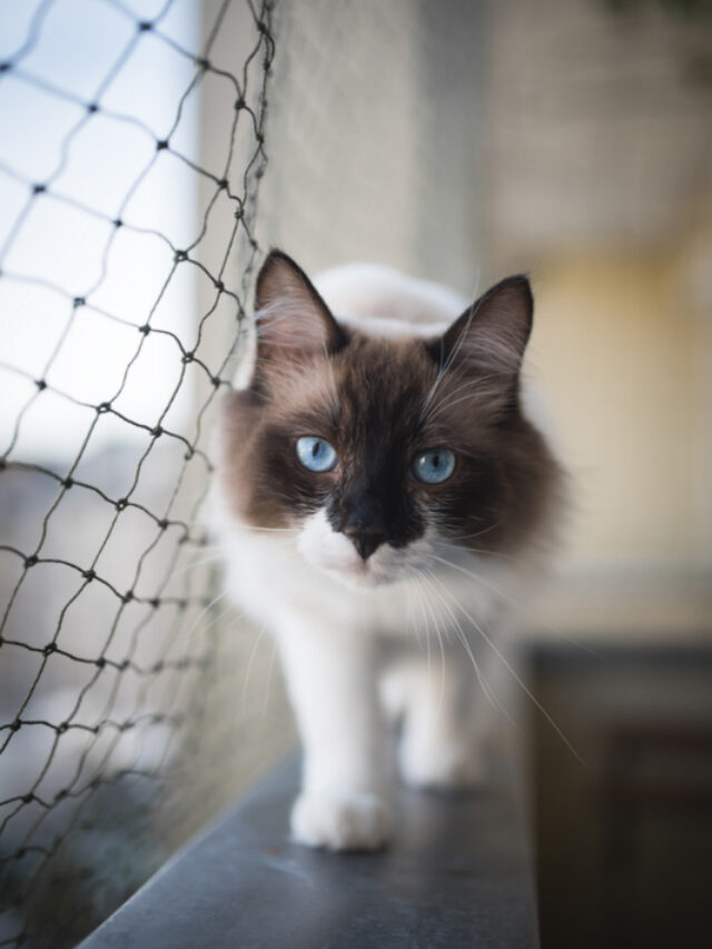 13 Ragdoll Cat Colors and Coat Patterns You'll Adore Story The