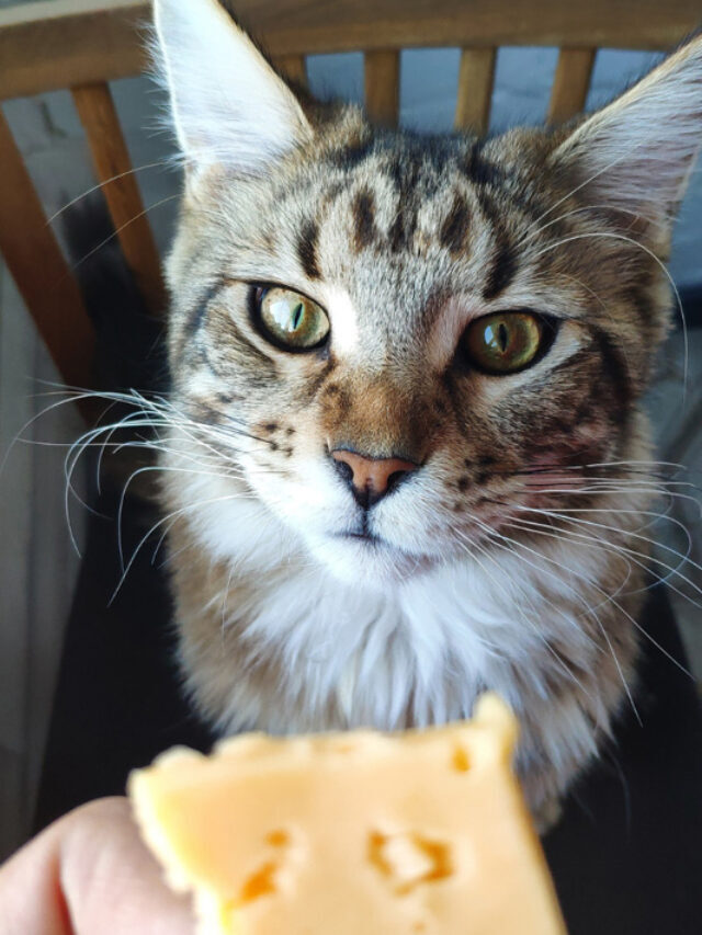 Can Cats Consume Cheese? Story