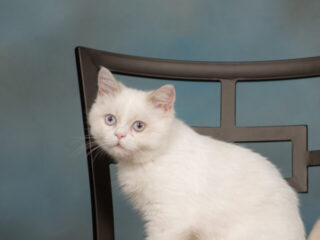 cropped-white-napoleon-cat-on-chair.jpg