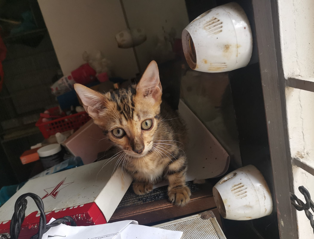Genetta Cat: 10 Things to Know About the Munchkin Bengal Mix 6 genetta cat with big eyes