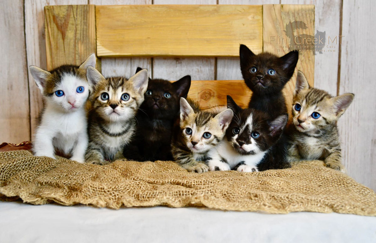 Genetta Cat: 10 Things to Know About the Munchkin Bengal Mix 4 genetta kitties
