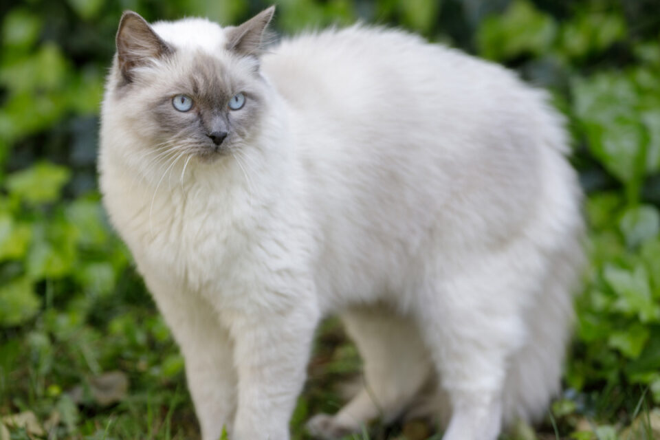 13 Types of Ragdoll Colors and Coat Patterns You’ll Love I Discerning Cat