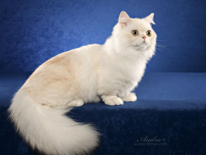Napoleon Cat: 13 Things You Need to Know About This Adorable Feline