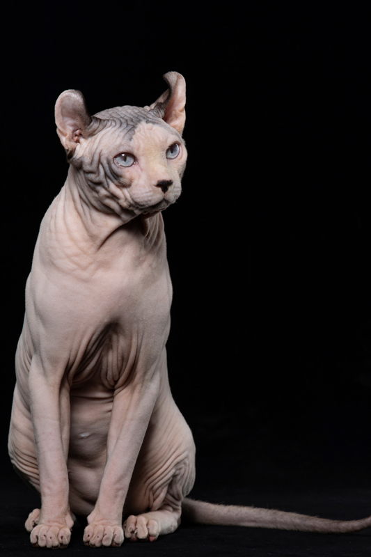 Dwelf Cat: 13 Things to Know About This Unique Breed 2 pink dwelf cat with black background