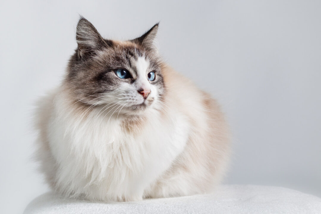 13 Types of Ragdoll Cat Colors and Coat Patterns You'll Love I