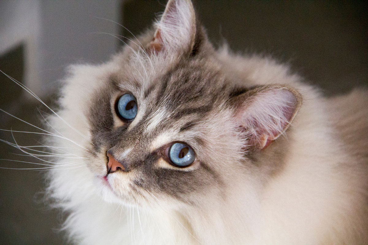 Up close view of bicolored Ragdoll cat with blue eyes.