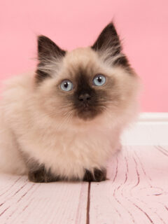Seal point ragdoll kitten on sitting on the wooden floor over a pink wall background.
