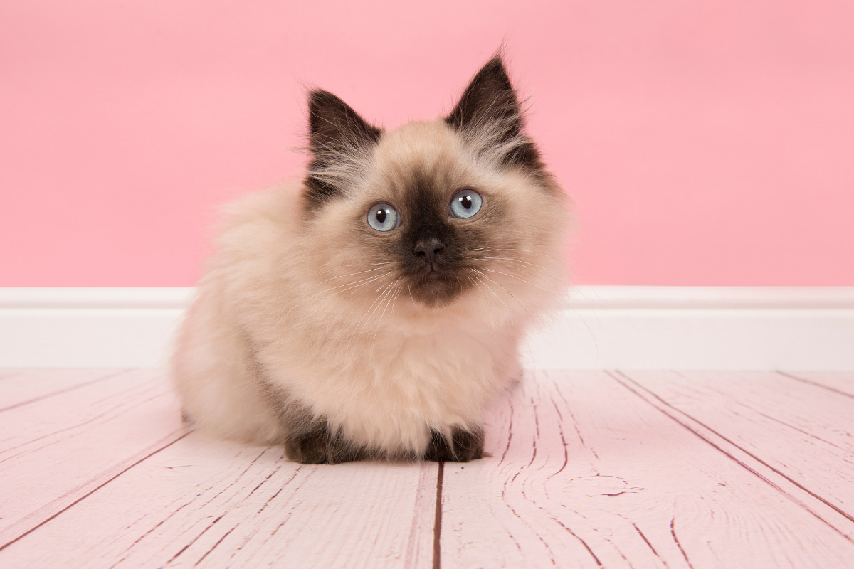 Seal Point Ragdoll Cats: 12 Things That Make then Even Cuter I Discerning  Cat