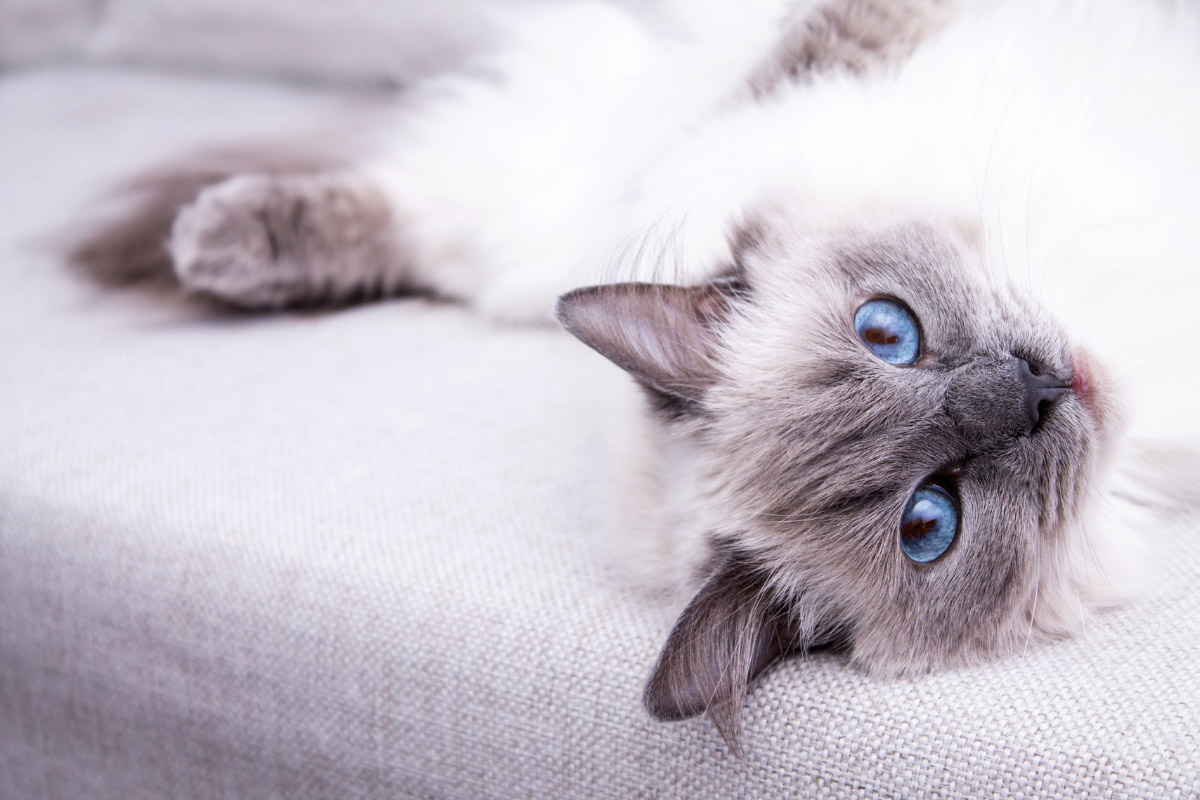 are ragdoll cats bad for allergies