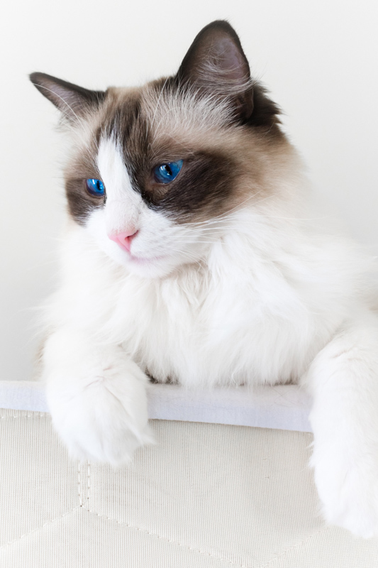 Are Ragdoll Cats Hypoallergenic? 13 Things Allergy Sufferers Need to Know I  Discerning Cat