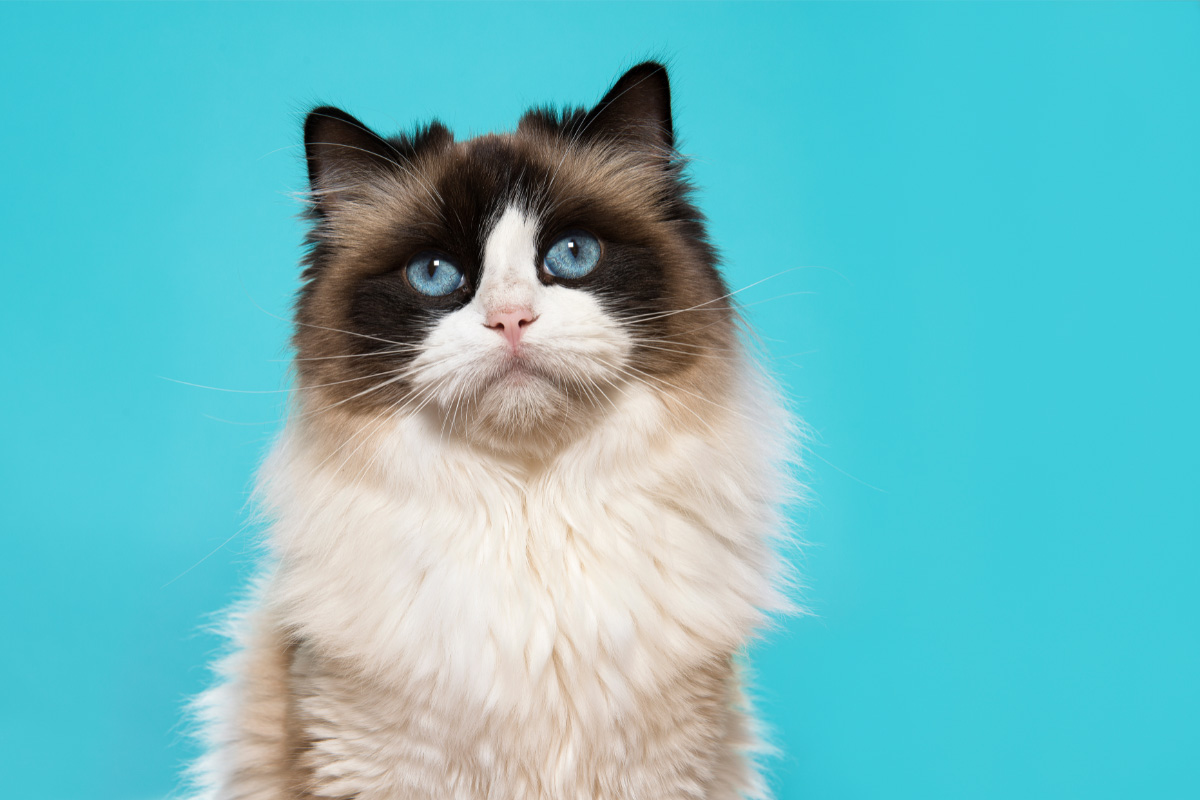 Chat aux yeux bleus assis sur un fond bleuâtre.