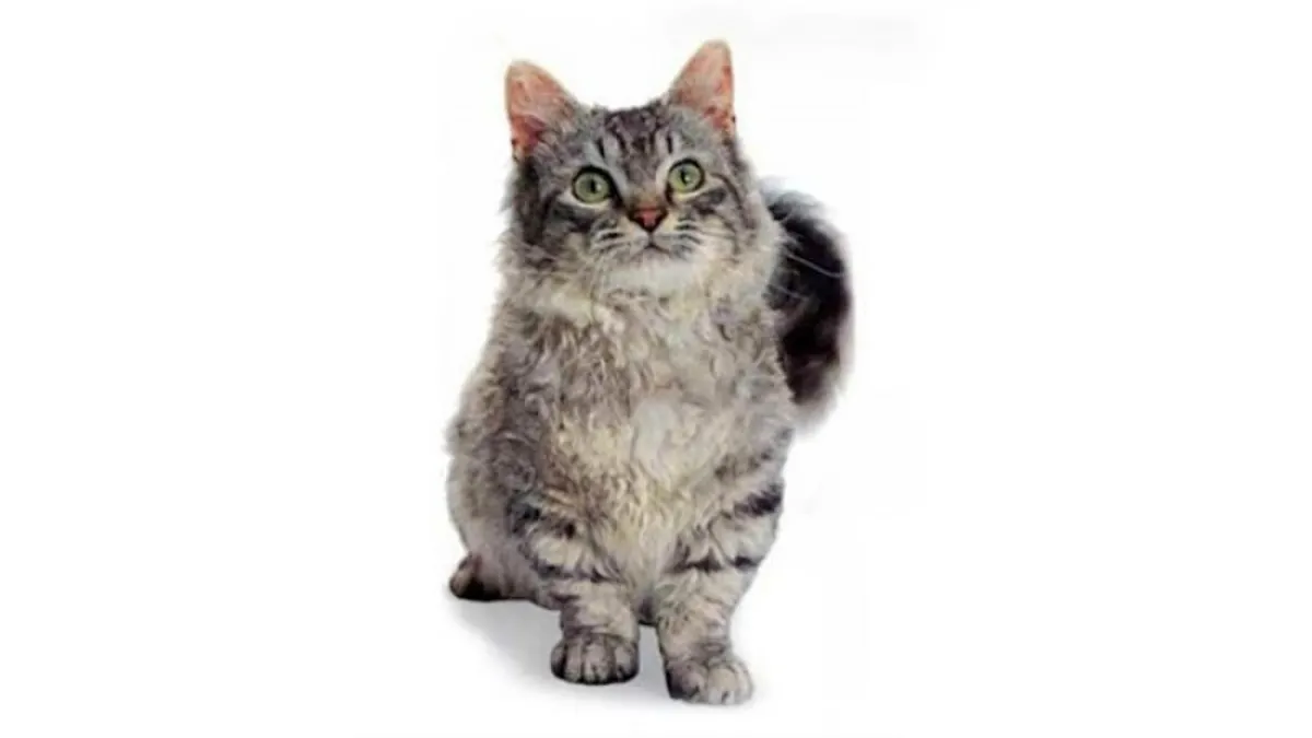 Skookum Cat: 13 Things You Need to Know I Discerning Cat
