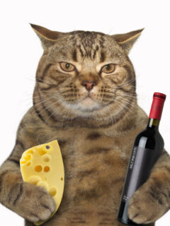 Concept art of a Tabby cat on a white background holding a cheese and a bottle of wine.