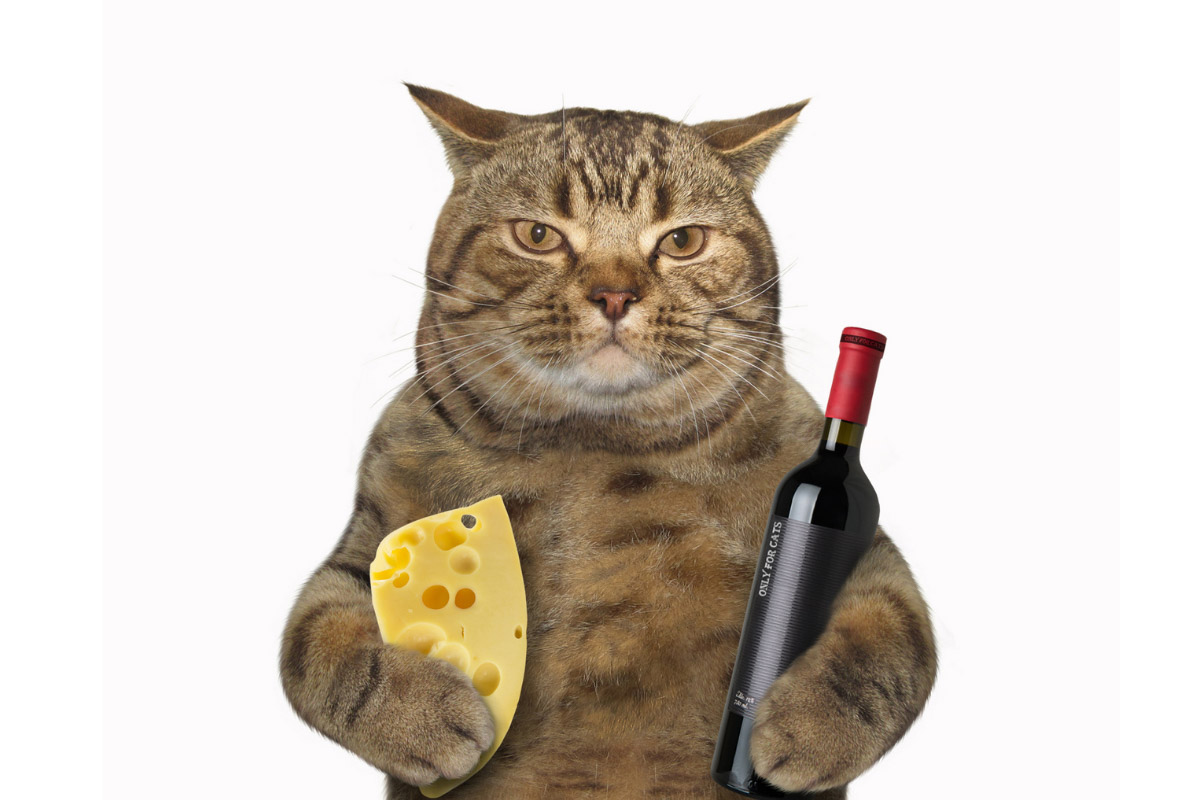 tabby cat with wine and can cats eat cheese