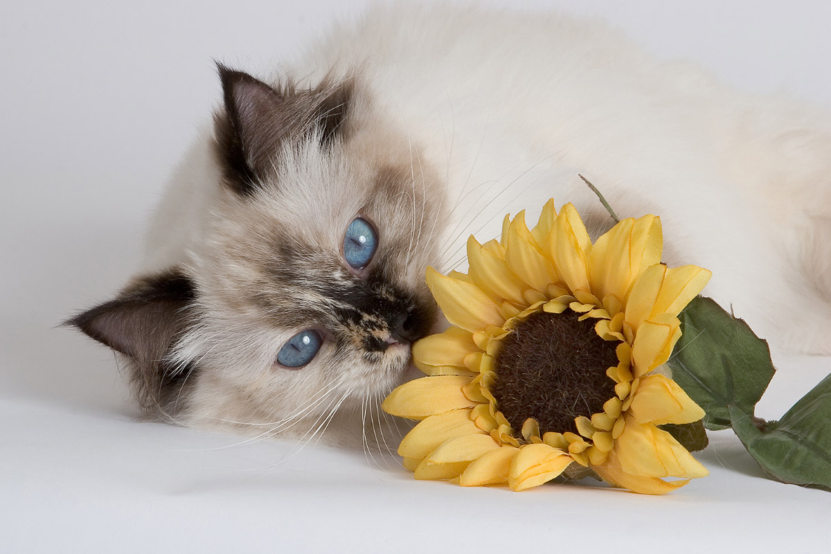 13 Calmest Cat Breeds (2022) | Most Tranquil Felines for Your Home 26 tortie ragdoll cat