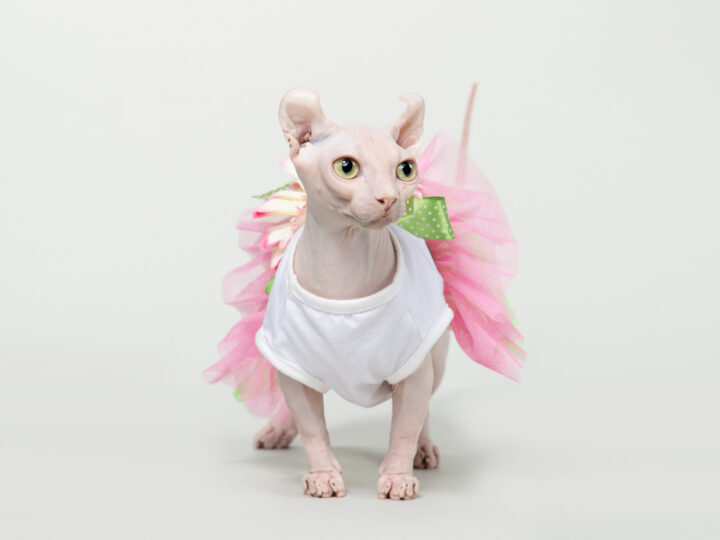 Dwelf Cat: 13 Things to Know About This Unique Breed