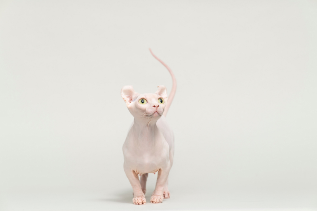 Dwelf Cat: 13 Things to Know About This Unique Breed 5 white dwelf cat