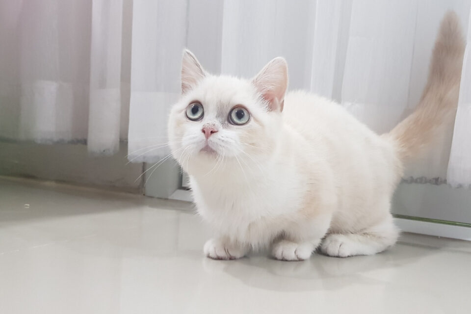 Kin Kalow Kinkalow Cat (2022) I 13 Things Prospective Owners Need to Know I ...