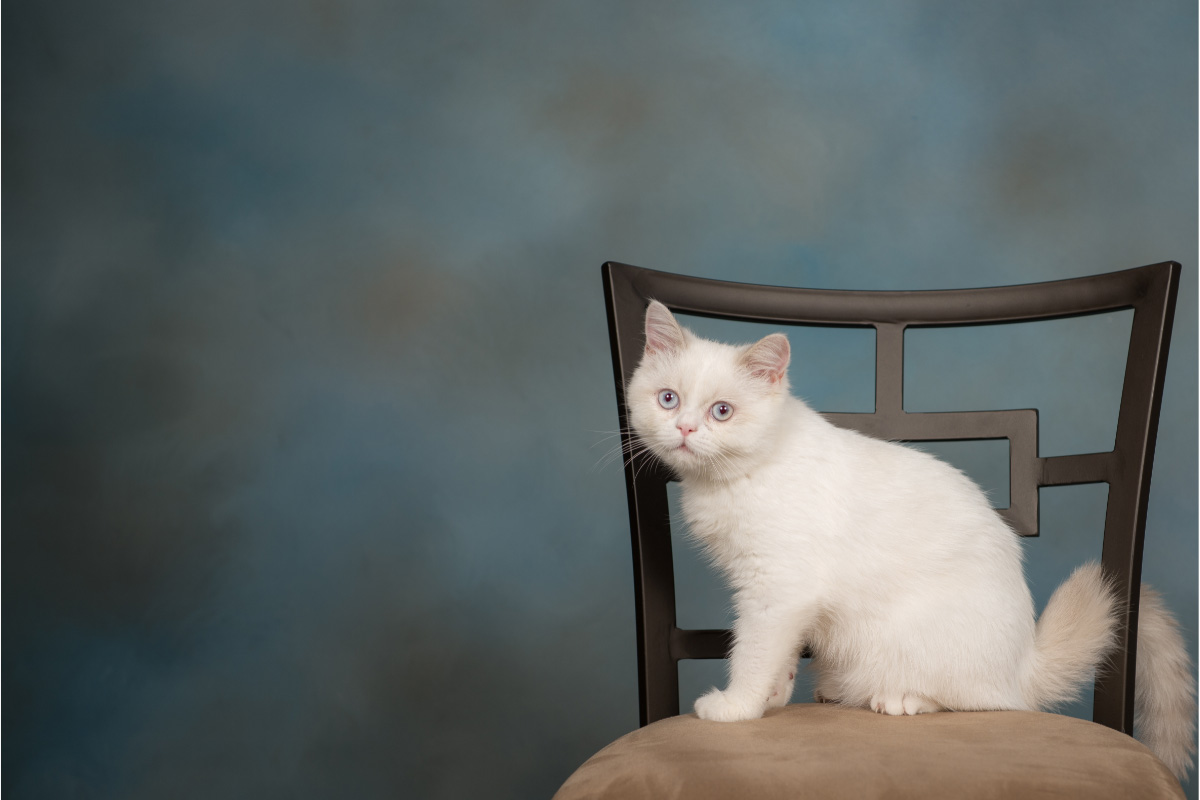 white napoleon cat on chair