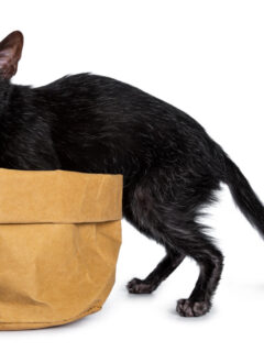 black lykoi cat with brown paper bag