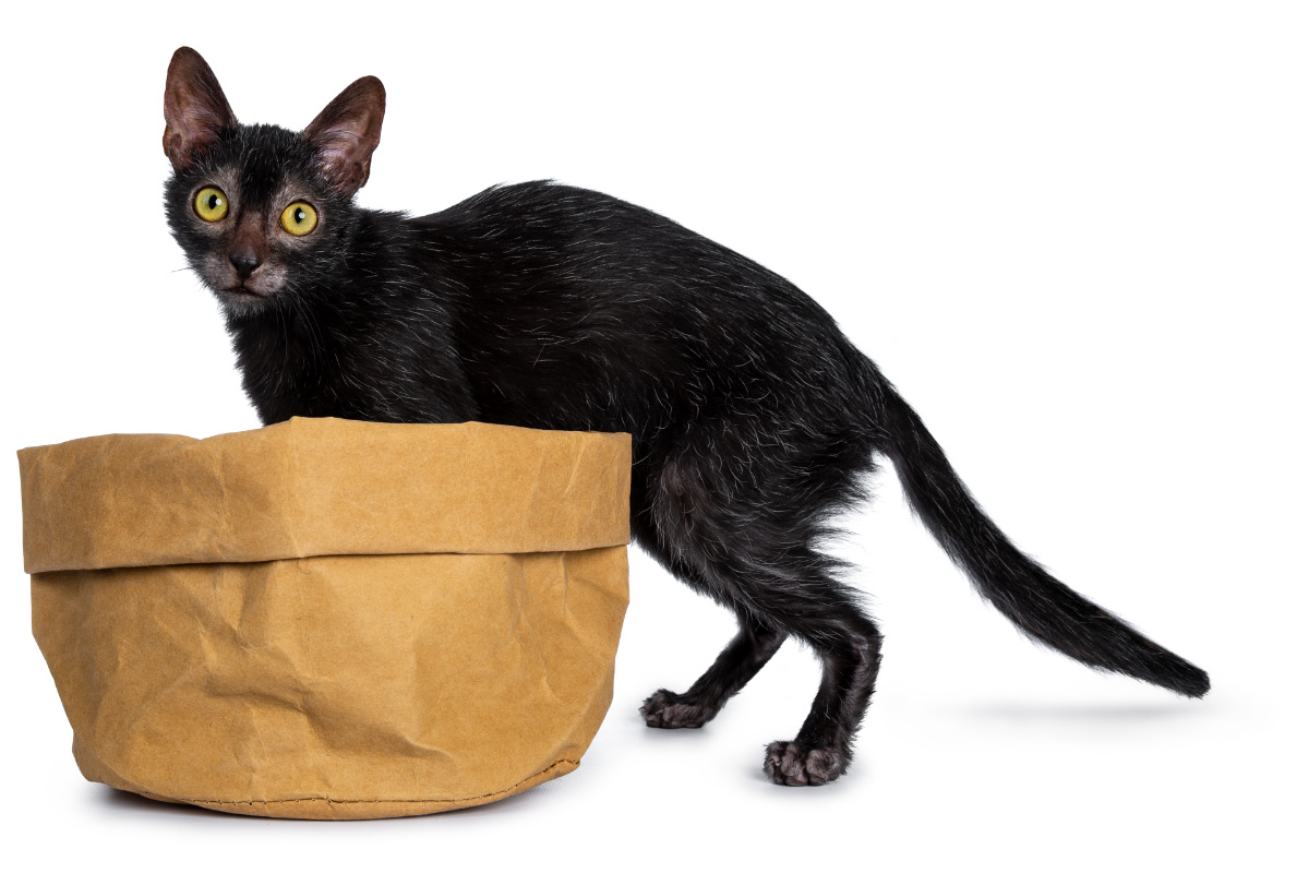 black lykoi cat with brown paper bag